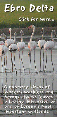 birding in spain birding guided family day trips ebro delta flamingoes photo